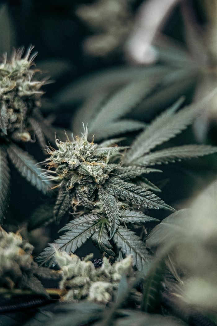 Detailed view of a cannabis plant showing green leaves and flower buds.